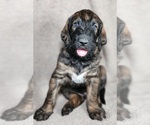 Small #2 Breeder Profile image