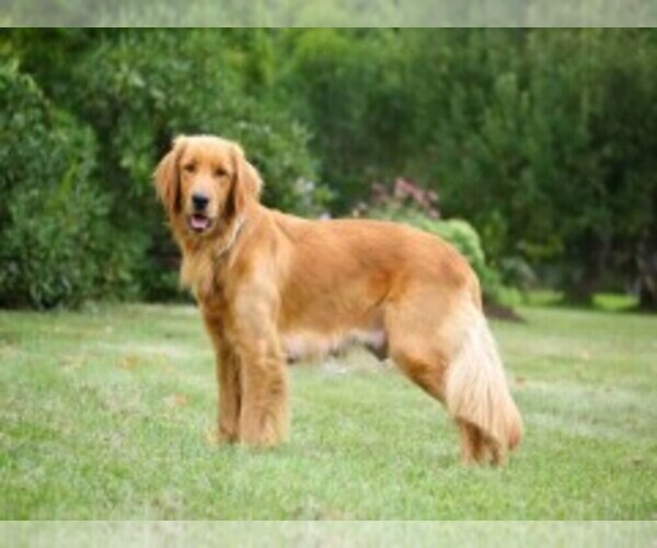 Medium Photo #1  Breeder Profile in CAMBRIDGE SPRINGS, PA, USA