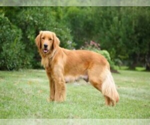 Medium Breeder Profile Photo