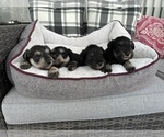 Small breeder photo