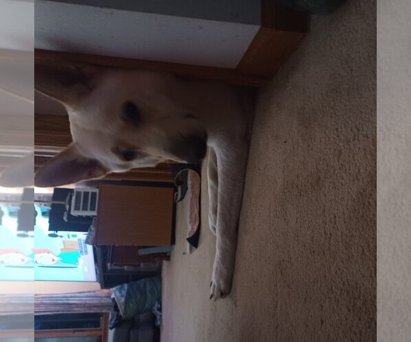 Medium Photo #11  Breeder Profile in EDMORE, MI, USA