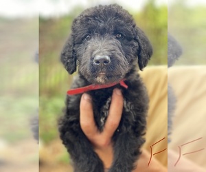 Airedoodle Mix Dog Breeder in STONY POINT,  USA