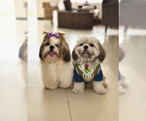 Medium Photo #1  Breeder Profile in ANTELOPE, CA, USA