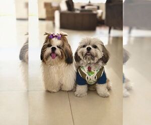 Shih Tzu Dog Breeder near ANTELOPE, CA, USA