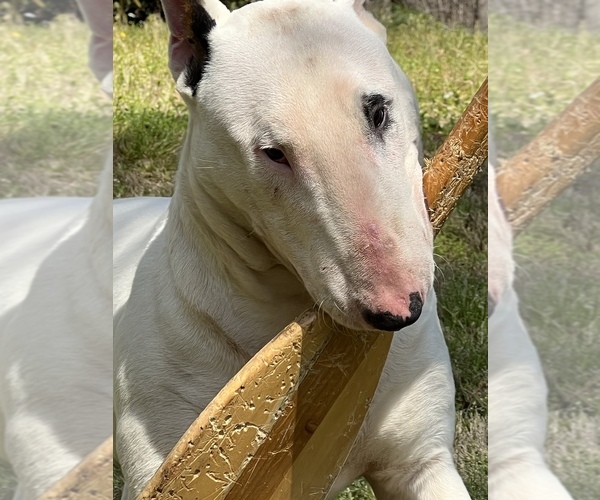 Medium Photo #1  Breeder Profile in MONROE, GA, USA