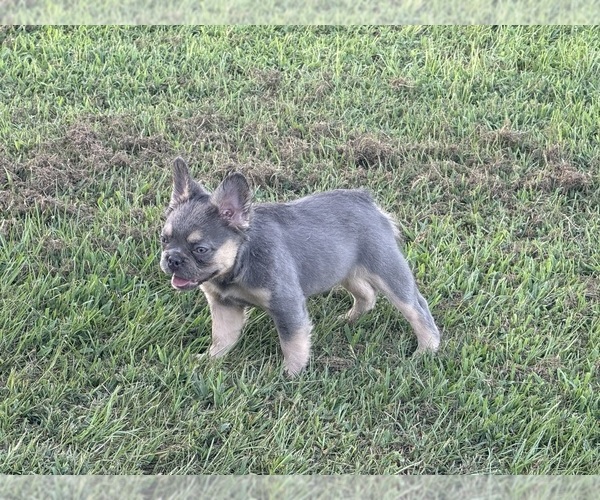 Medium Photo #17  Breeder Profile in LONGVIEW, TX, USA