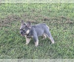 Small #16 Breeder Profile image