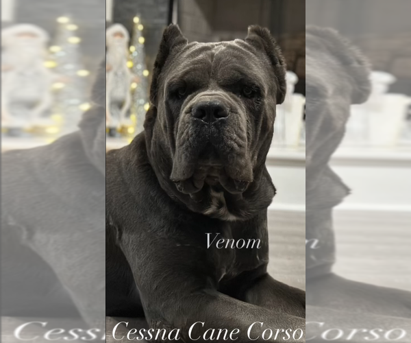 Medium Photo #1  Breeder Profile in ARCHIE, MO, USA