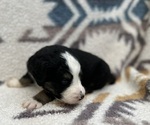 Small #5 Breeder Profile image