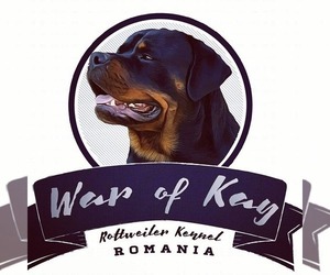 Rottweiler Dog Breeder near Bucharest, Bucuresti, Romainia