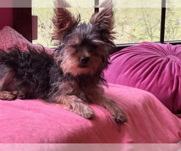 Medium Photo #14  Breeder Profile in BROOKHAVEN, MS, USA