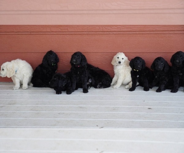 Medium Photo #1  Breeder Profile in COVINGTON, TX, USA