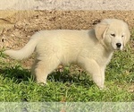 Small #3 Breeder Profile image