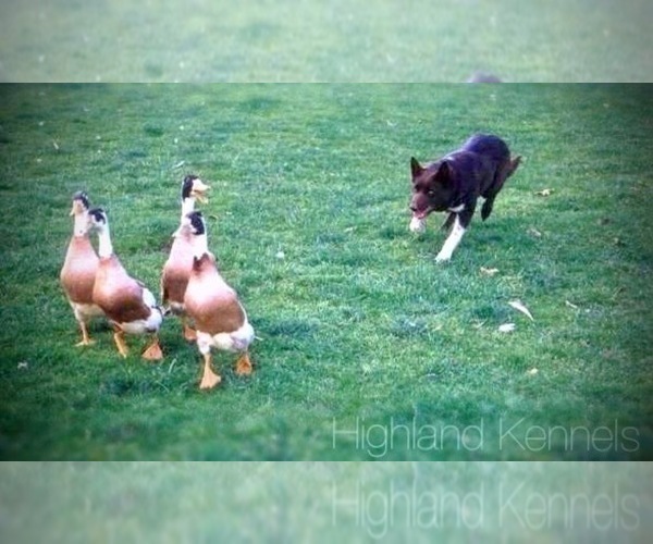 Medium Photo #8  Breeder Profile in CAMAS, WA, USA