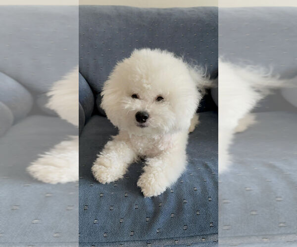 Medium Photo #1  Breeder Profile in CHATHAM, IL, USA