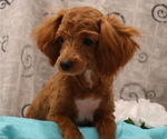 Small #14 Breeder Profile image
