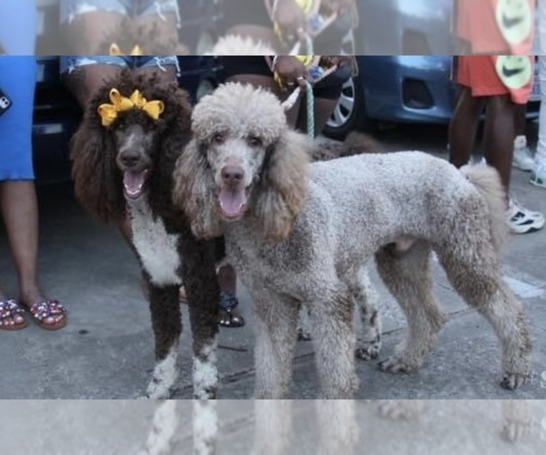 Medium Photo #1  Breeder Profile in BEAUMONT, TX, USA