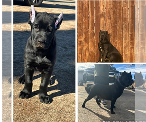 Cane Corso Dog Breeder near HESPERIA, CA, USA