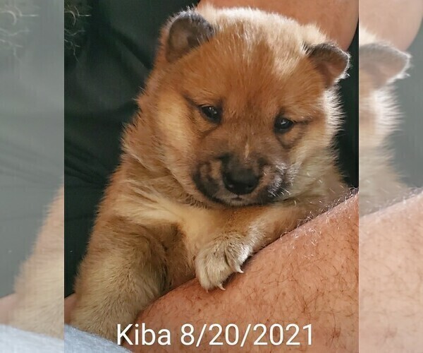 Medium Photo #1  Breeder Profile in NORTH LITTLE ROCK, AR, USA