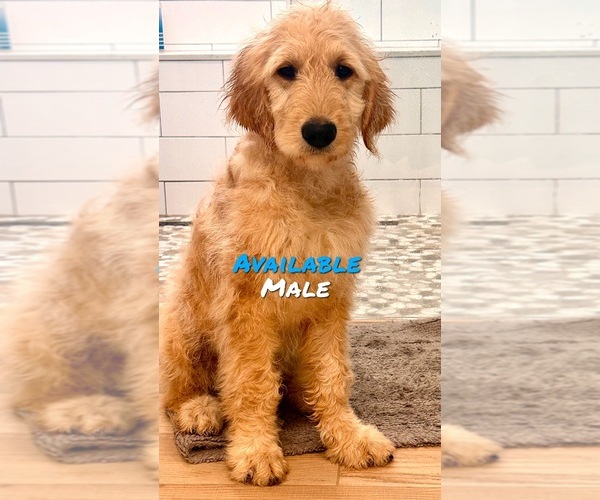 Medium Photo #1  Breeder Profile in WILTON, CA, USA