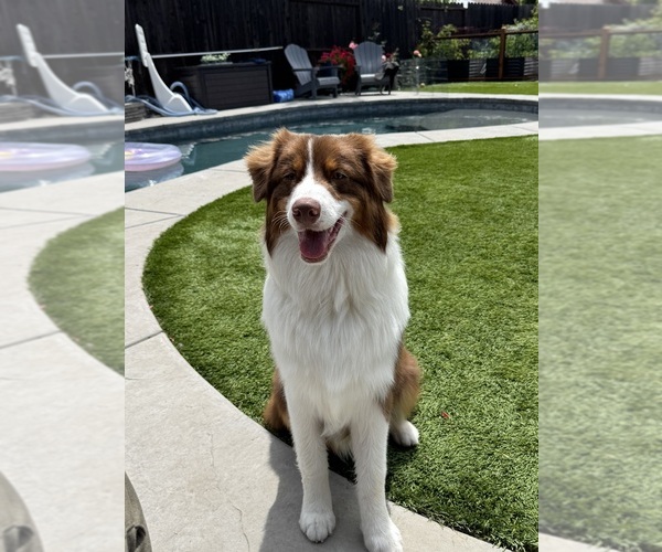 Medium Photo #3  Breeder Profile in PLACERVILLE, CA, USA