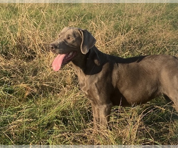 Medium Photo #24  Breeder Profile in ALBANY, MO, USA