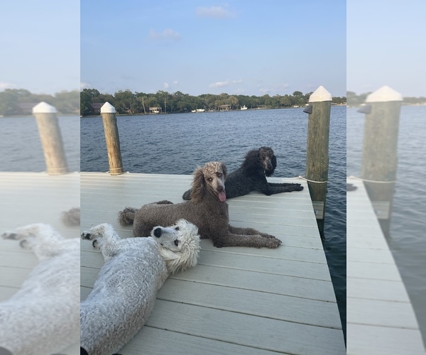 Medium Photo #1  Breeder Profile in FORT WALTON BEACH, FL, USA