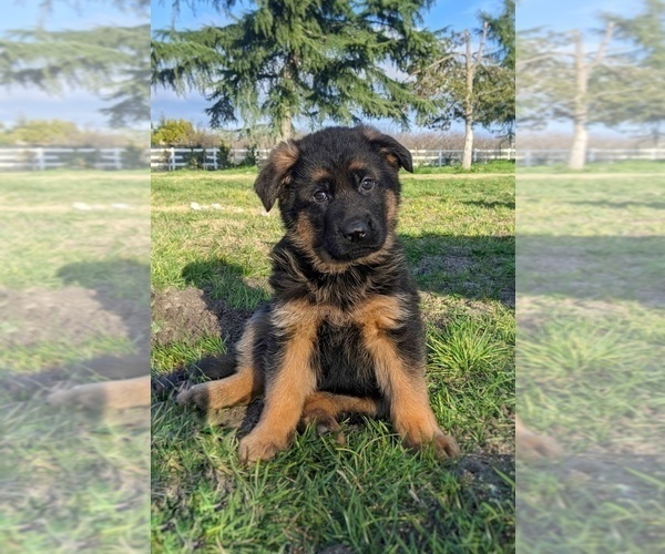 Medium Photo #1  Breeder Profile in STKN, CA, USA