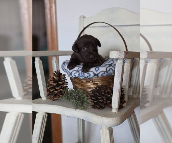 Medium Photo #5  Breeder Profile in FLORA, IL, USA