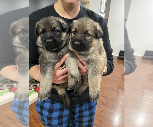 Medium Photo #5  Breeder Profile in MADISON HEIGHTS, VA, USA