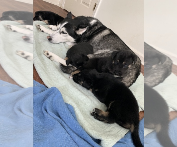 Medium Photo #1  Breeder Profile in AUGUSTA, GA, USA