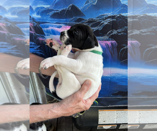Medium Photo #8  Breeder Profile in ORR, MN, USA