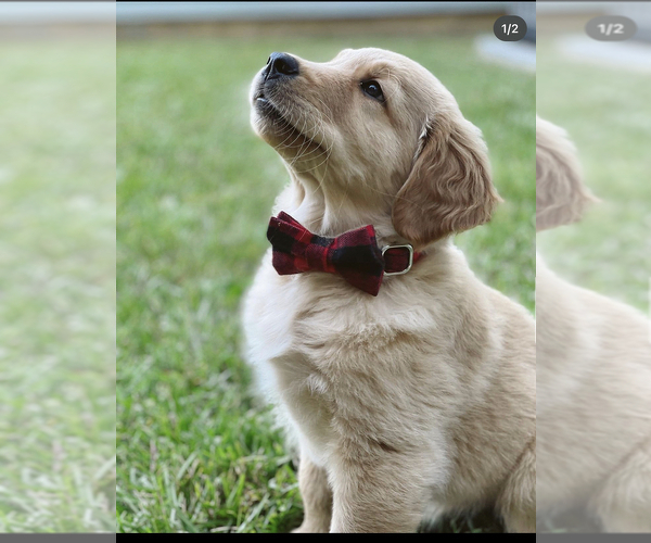 Medium Photo #37  Breeder Profile in SUWANEE, GA, USA