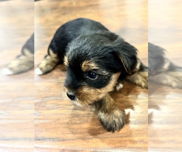 Medium Photo #5  Breeder Profile in NORMAN, OK, USA