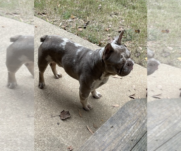 Medium Photo #10  Breeder Profile in MCDONOUGH, GA, USA