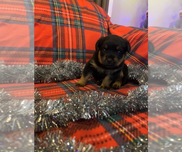 Medium Photo #11  Breeder Profile in FREEBURG, MO, USA