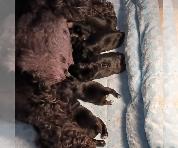 Medium Photo #5  Breeder Profile in O FALLON, IL, USA
