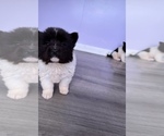 Small breeder photo