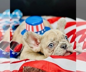 French Bulldog Dog Breeder near BELLVILLE, TX, USA
