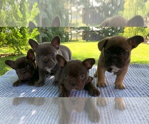 French Bulldog Dog Breeder near BREMEN, IN, USA