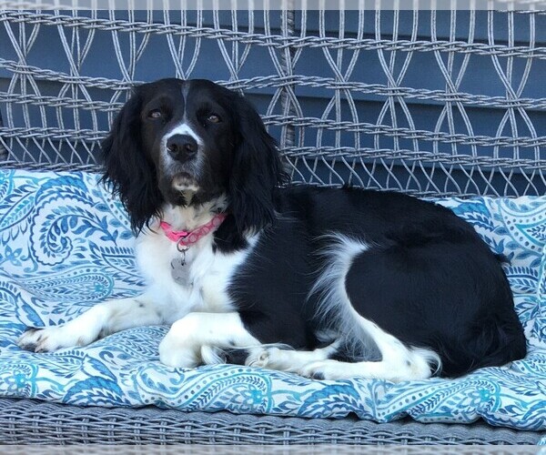 Medium Photo #1  Breeder Profile in ORISKANY, NY, USA