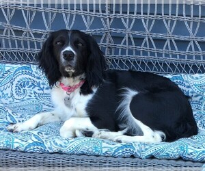 English Springer Spaniel Dog Breeder near ORISKANY, NY, USA