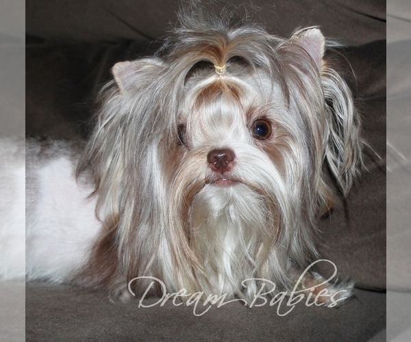 Medium Photo #1  Breeder Profile in PFLUGERVILLE, TX, USA