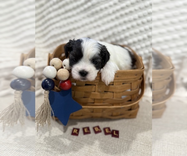 Medium Photo #7  Breeder Profile in HTFD, CT, USA