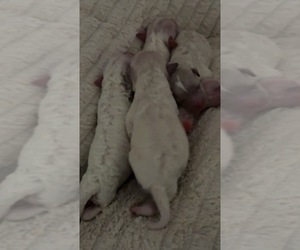 Maltipoo Dog Breeder near REDDING, CA, USA
