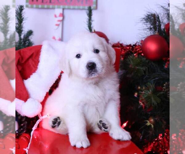 Medium Photo #32  Breeder Profile in URBANA, OH, USA