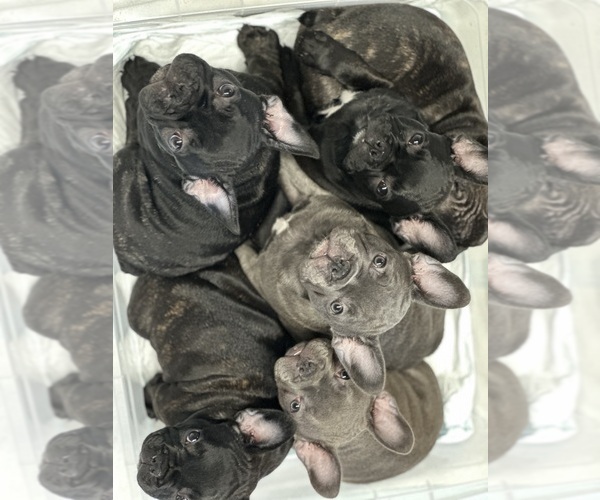 Medium Photo #15  Breeder Profile in SALINAS, CA, USA
