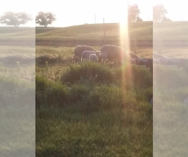 Medium Photo #1  Breeder Profile in RONAN, MT, USA