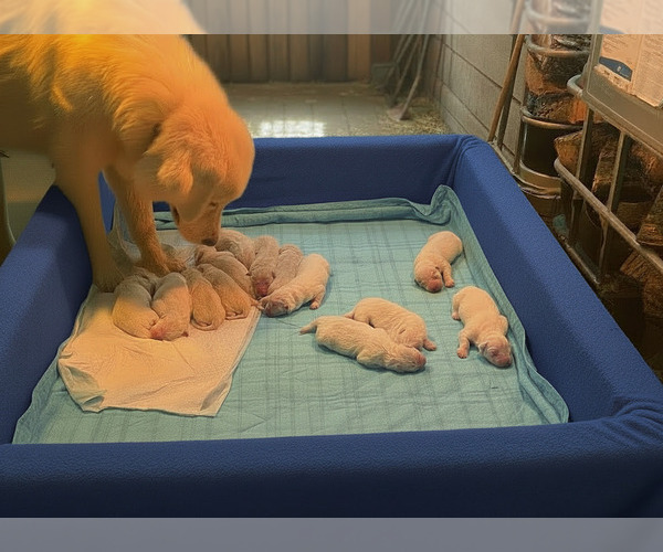 Medium Photo #26  Breeder Profile in LECOMPTON, KS, USA