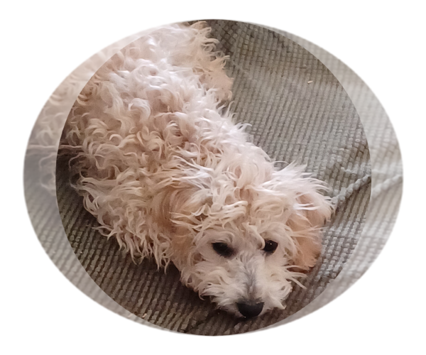 Medium Photo #2  Breeder Profile in AMADO, AZ, USA